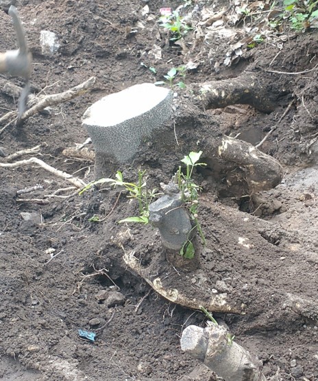 Imagen del proyecto