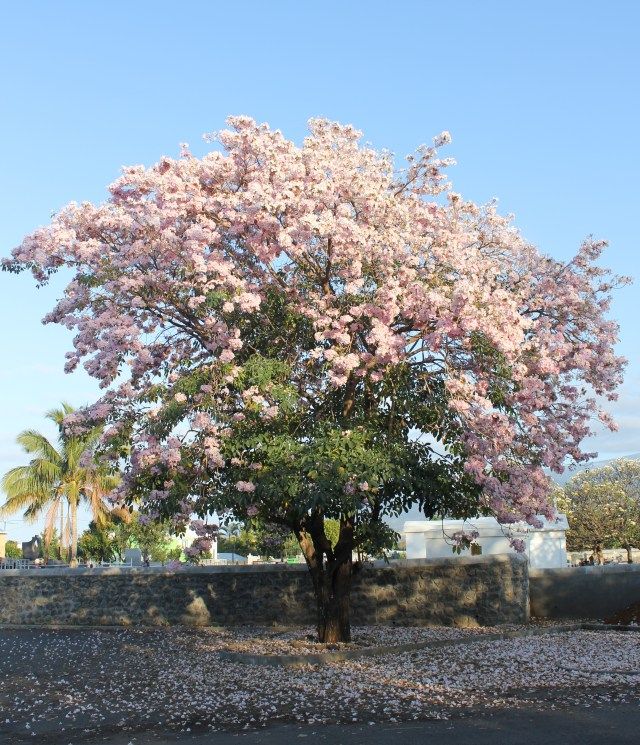 Imagen del proyecto